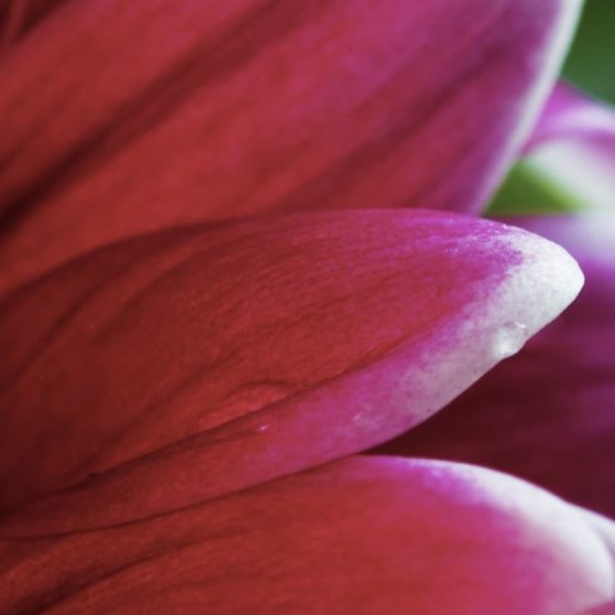 Plant flower red purple pink iPhoneX Wallpaper