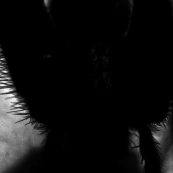 Spider shadow black iPhoneX Wallpaper