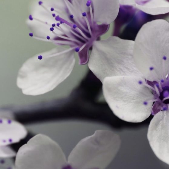 Plant flowers white purple iPhoneX Wallpaper
