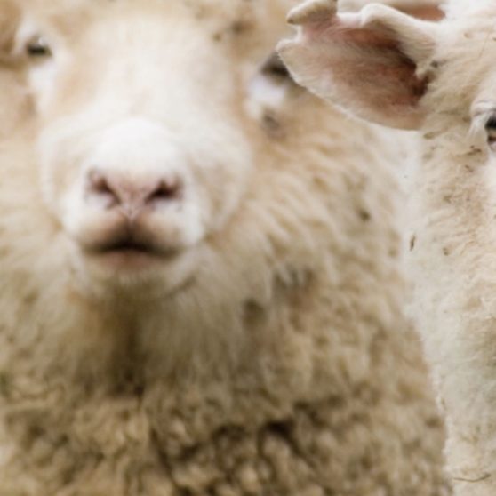 Animal sheep iPhoneX Wallpaper