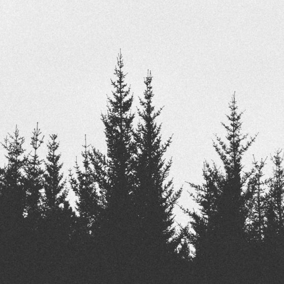Landscape forest monochrome iPhoneX Wallpaper