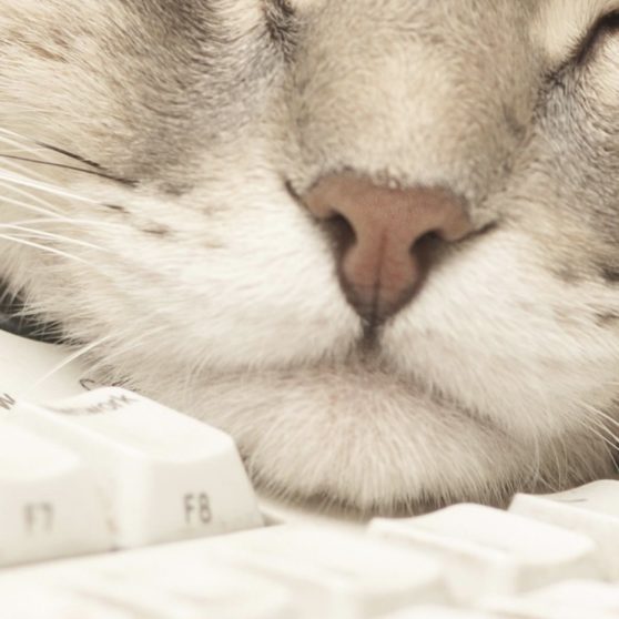 Cat keyboard for woman iPhoneX Wallpaper