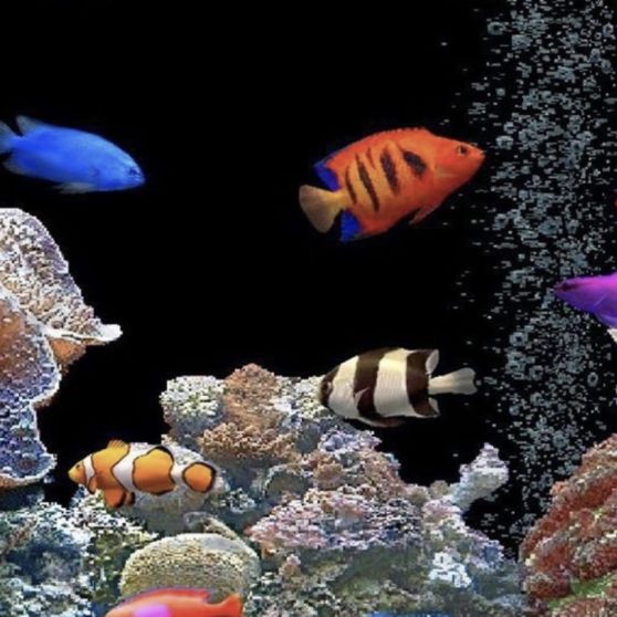 Aquarium tank colorful iPhoneX Wallpaper