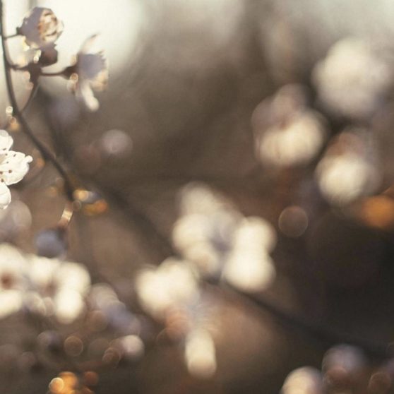 Landscape cherry blossom iPhoneX Wallpaper