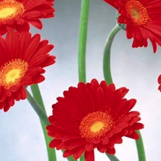 Natural flower red iPhoneXSMax Wallpaper