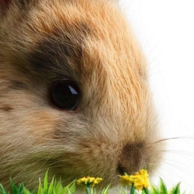 Animal rabbit iPhoneXSMax Wallpaper