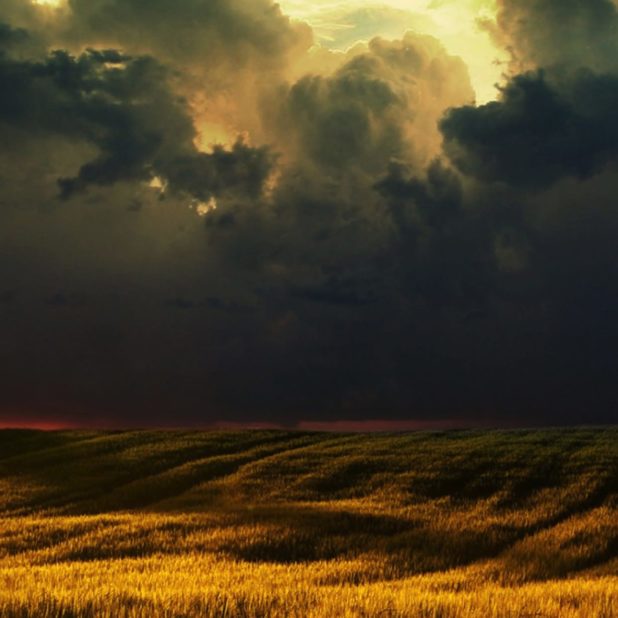 Grassland landscape iPhoneXSMax Wallpaper