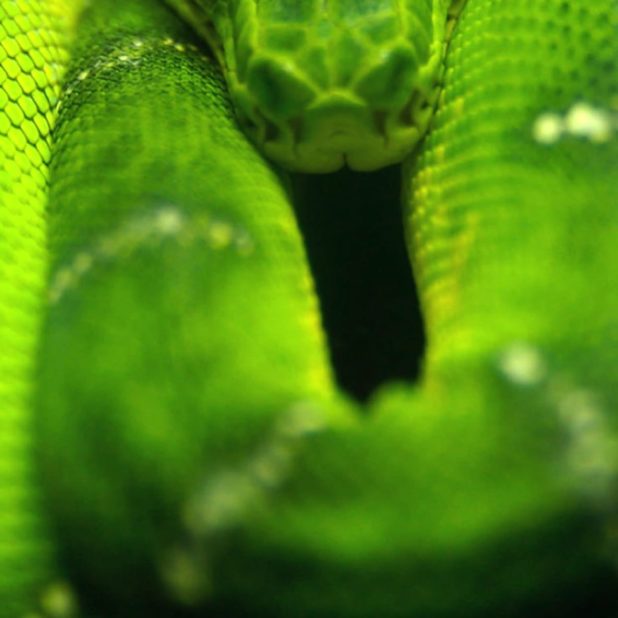 Animal snake green iPhoneXSMax Wallpaper