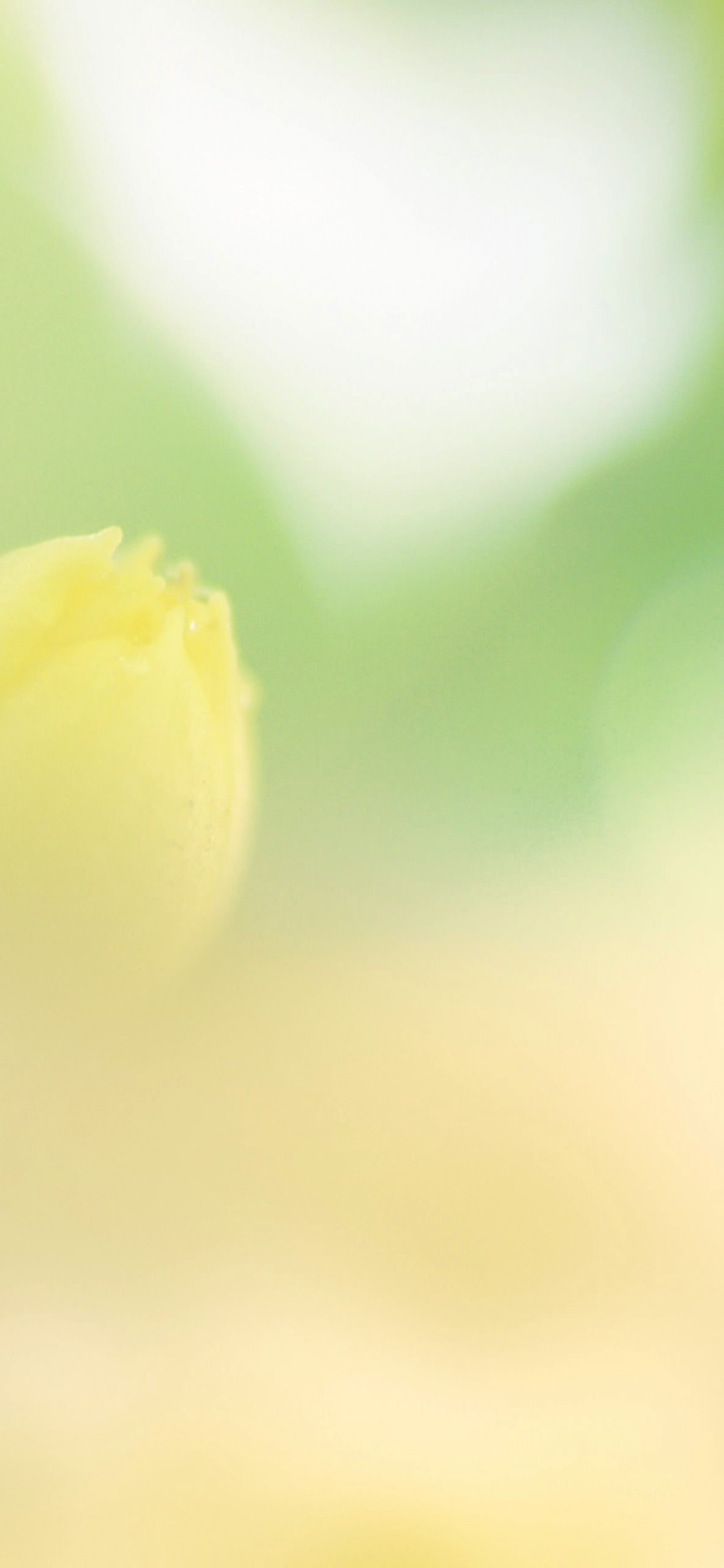 Natural flower green wallpaper.sc iPhone XS Max