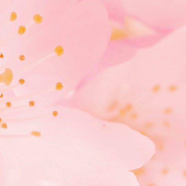 Natural flower pink iPhoneXSMax Wallpaper