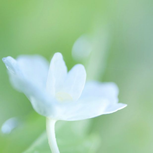 Natural flower white iPhoneXSMax Wallpaper