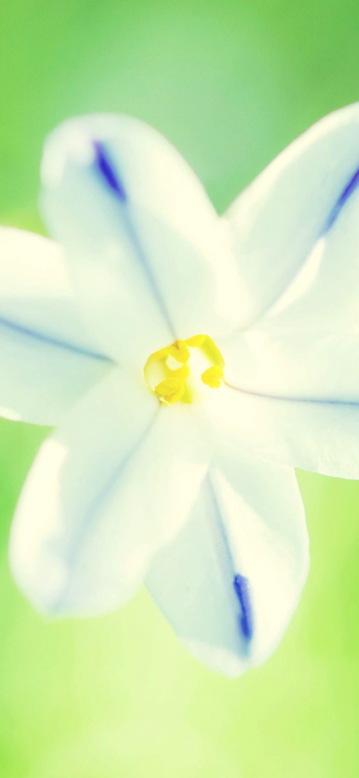 Natural flower white wallpaper.sc iPhone XS Max