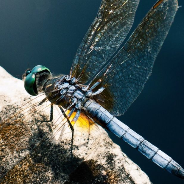 Animal dragonfly iPhoneXSMax Wallpaper