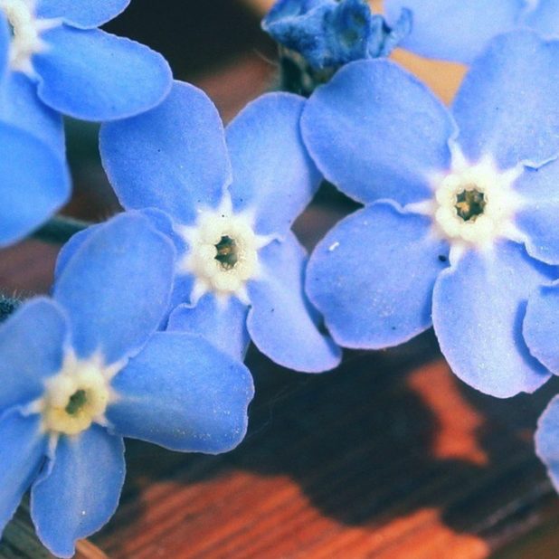 Natural flower blue iPhoneXSMax Wallpaper