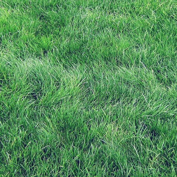 Natural grass green iPhoneXSMax Wallpaper