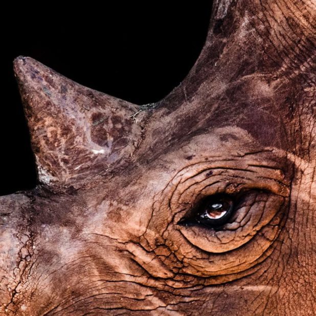 Animal rhino iPhoneXSMax Wallpaper