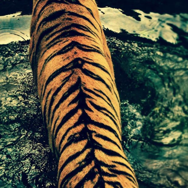 Animal tiger iPhoneXSMax Wallpaper