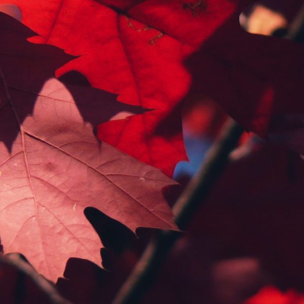 Natural red autumn leaves iPhoneXSMax Wallpaper