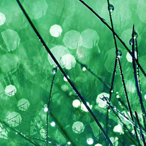 Natural chloroplast iPhoneXSMax Wallpaper