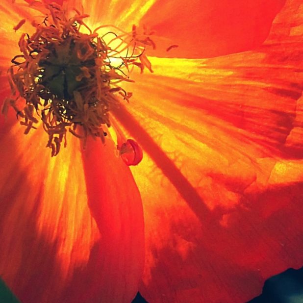 Natural flower orange iPhoneXSMax Wallpaper
