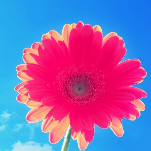 flower sky blue red iPhoneXSMax Wallpaper