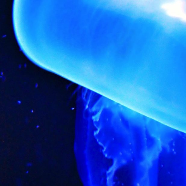 Blue jellyfish creatures iPhoneXSMax Wallpaper