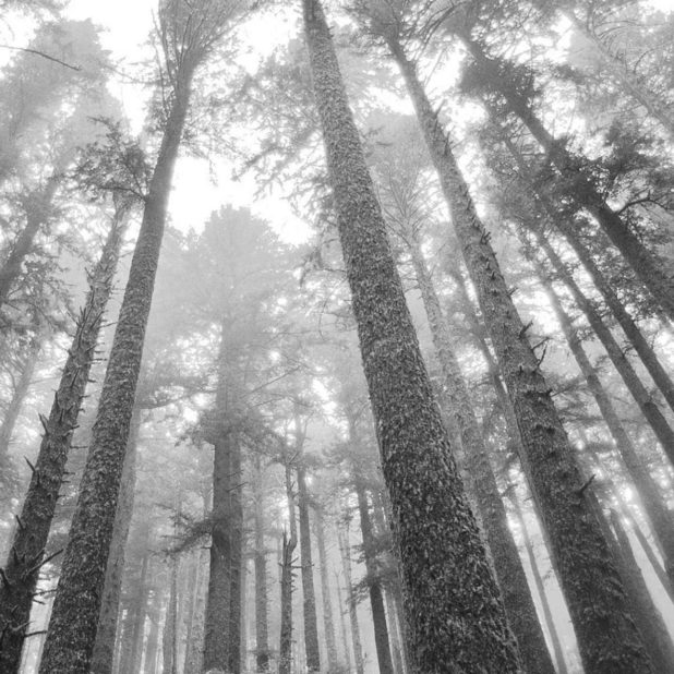 Forest landscape monochrome iPhoneXSMax Wallpaper