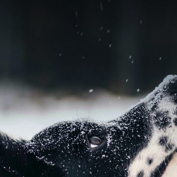 Animal dog snow iPhoneXSMax Wallpaper