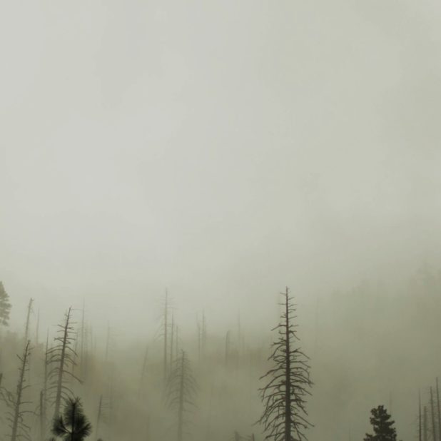 Dark forest landscape iPhoneXSMax Wallpaper