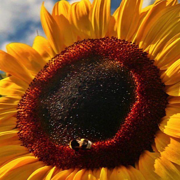 Sunflower sky flower iPhoneXSMax Wallpaper