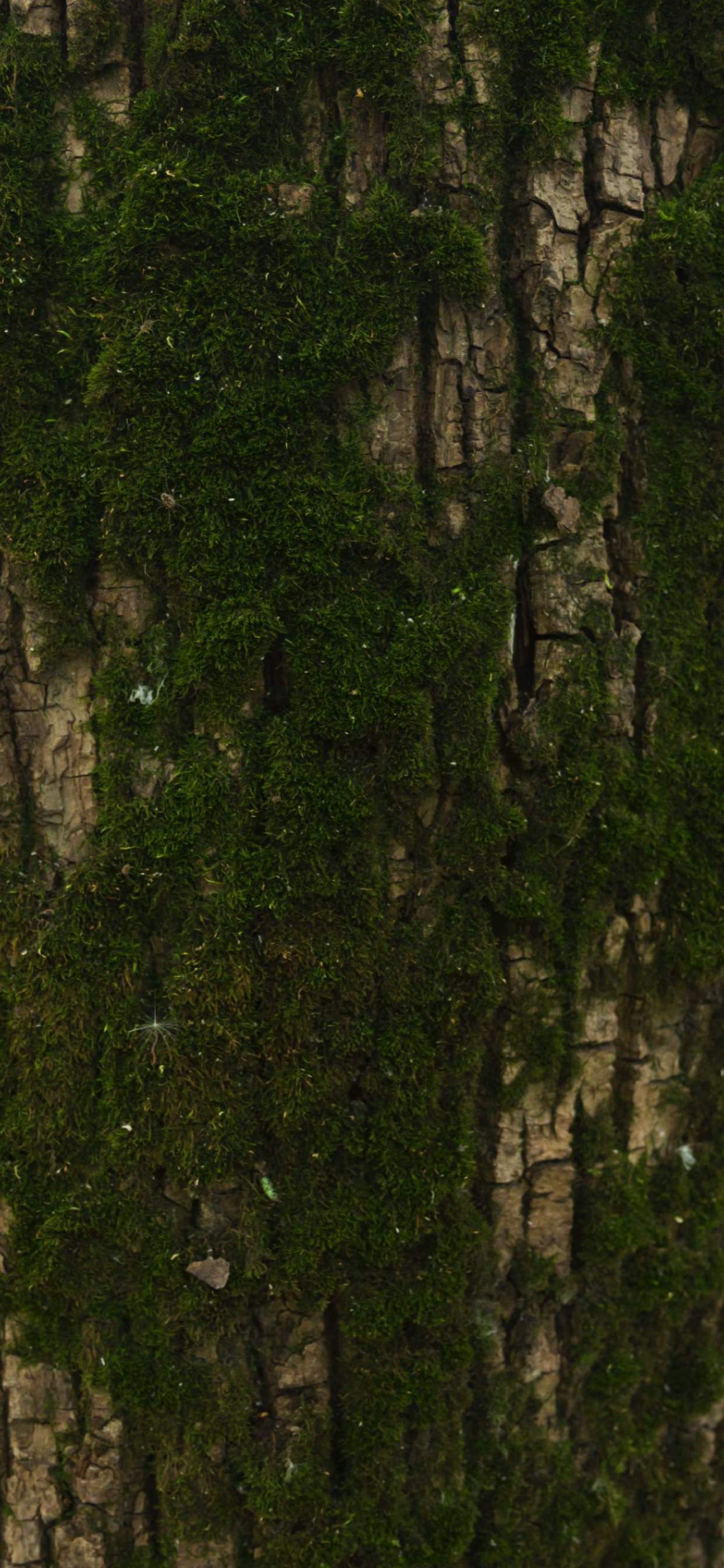 Tree moss green brown wallpaper.sc iPhone XS Max