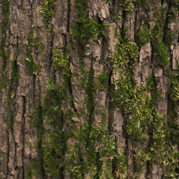 Tree moss green brown iPhoneXSMax Wallpaper