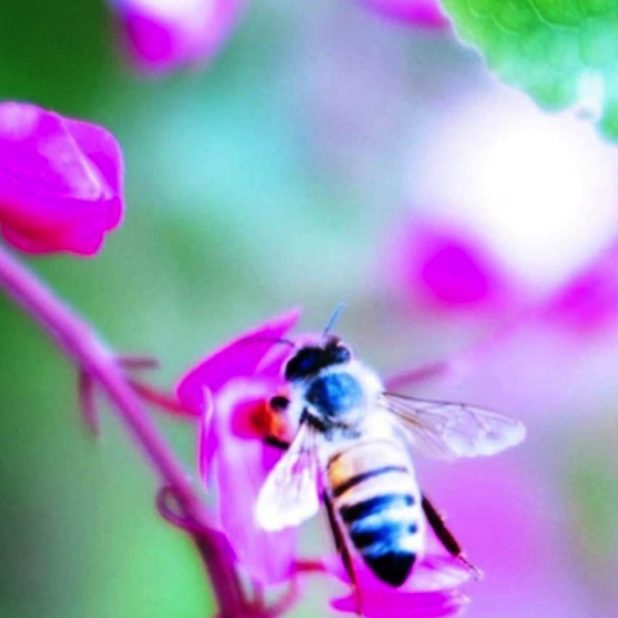 Bee blur flower nature iPhoneXSMax Wallpaper