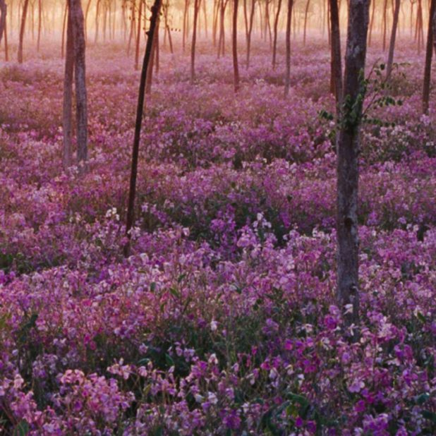 Purple flower tree views iPhoneXSMax Wallpaper