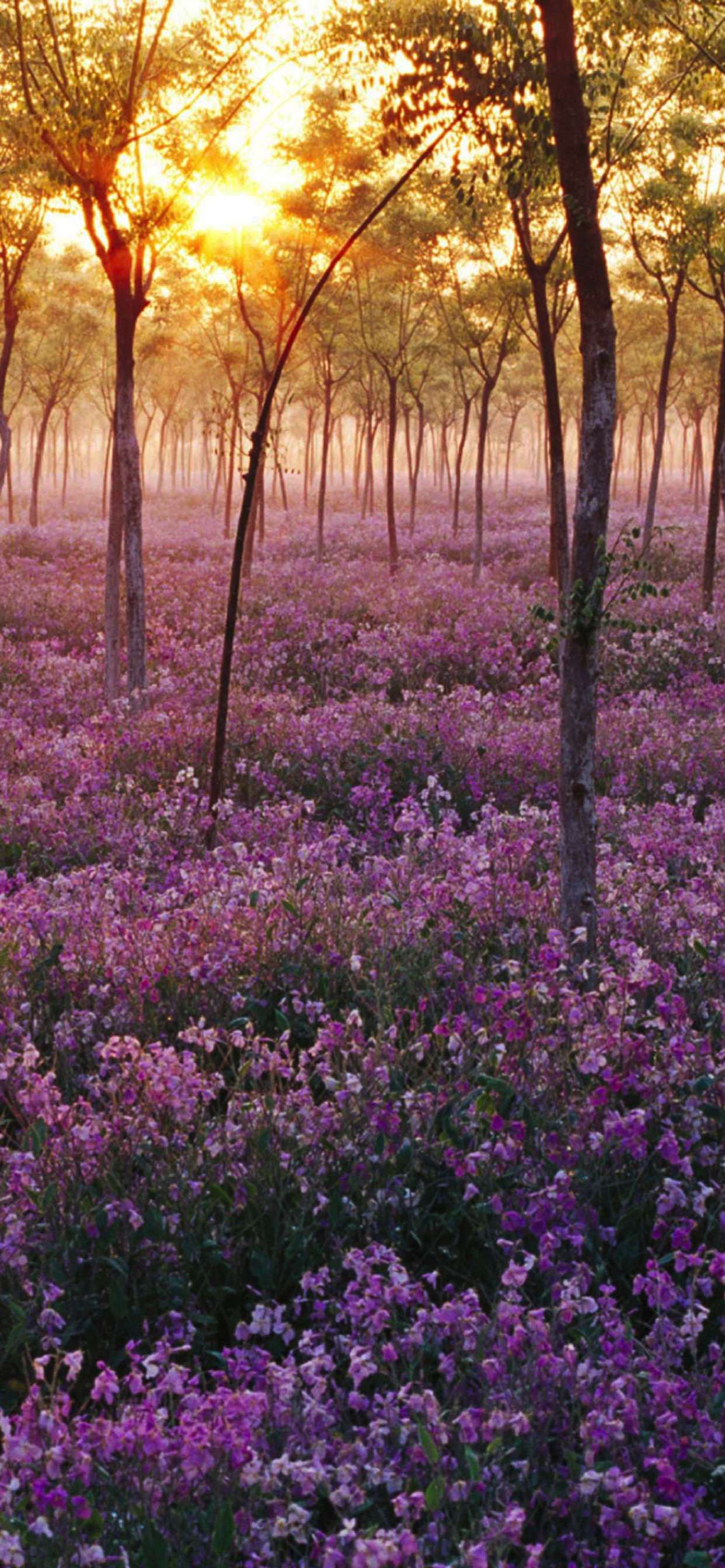 Purple flower tree views | wallpaper.sc iPhone XS Max