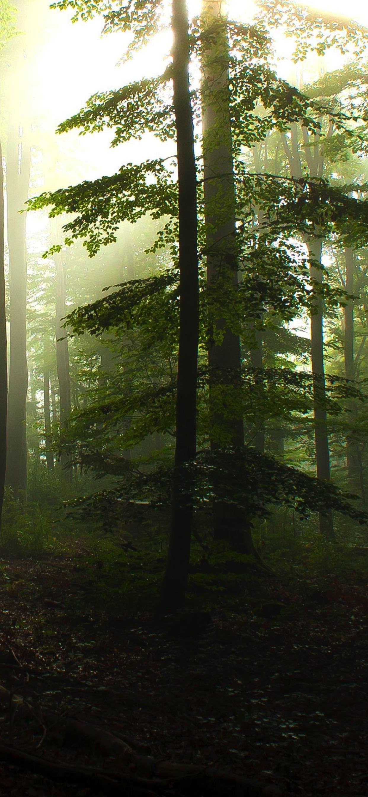 Natural Mori green wallpaper.sc iPhone XS Max