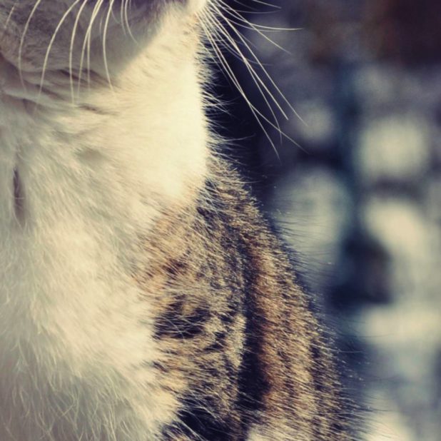 Cat animal blur iPhoneXSMax Wallpaper