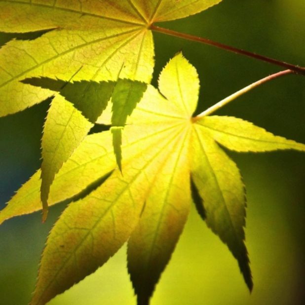 Green leaf blur iPhoneXSMax Wallpaper