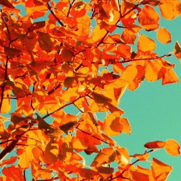 Leaf foliage sky iPhoneXSMax Wallpaper
