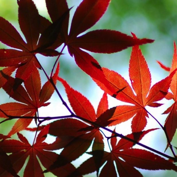 Red autumn leaves blur green iPhoneXSMax Wallpaper