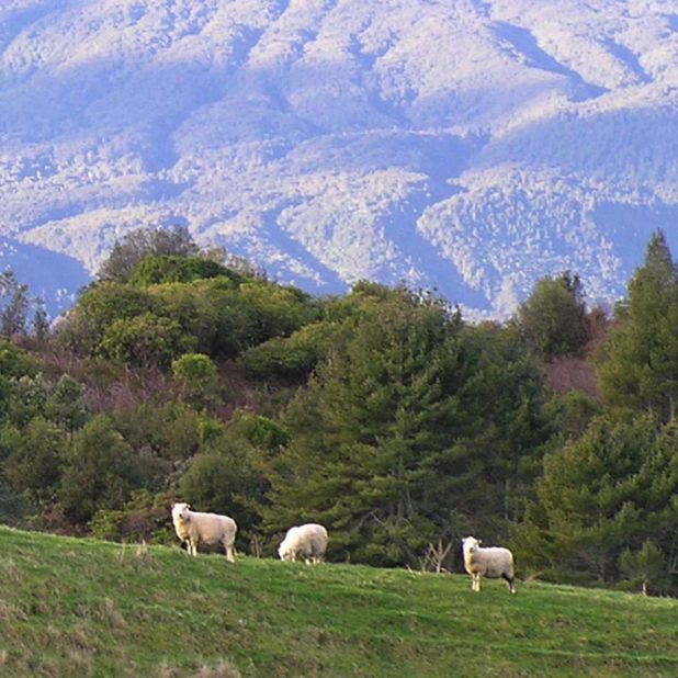 Landscape mountain animal goat iPhoneXSMax Wallpaper