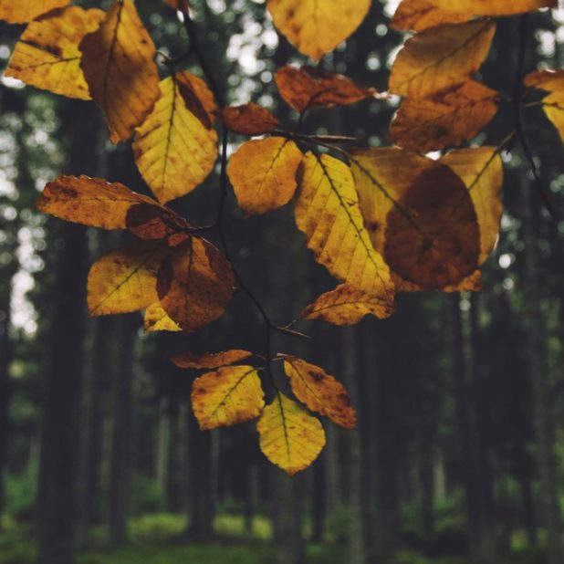 Landscape forest leaf yellow iPhoneXSMax Wallpaper