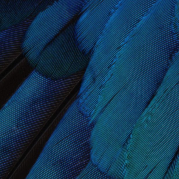 Pattern feathers blue green cool iOS9 iPhoneXSMax Wallpaper