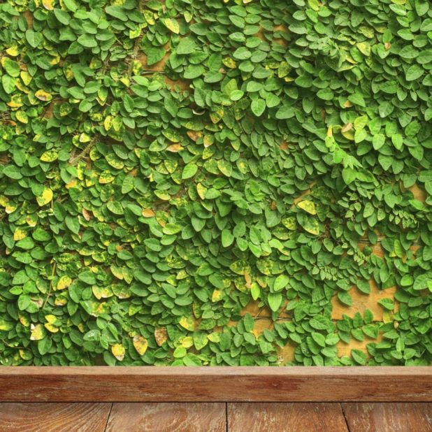 Green wall ivy floorboards iPhoneXSMax Wallpaper