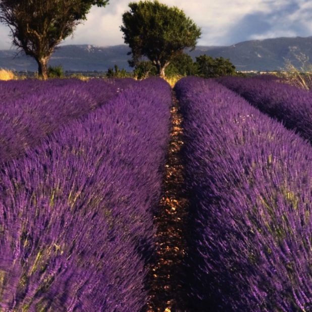 Lavender flower landscape iPhoneXSMax Wallpaper