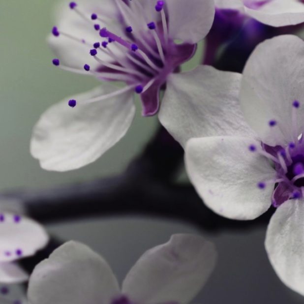 Plant flowers white purple iPhoneXSMax Wallpaper