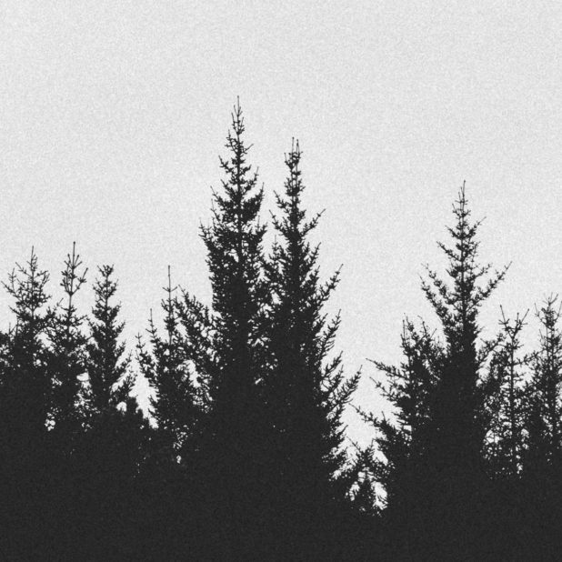 Landscape forest monochrome iPhoneXSMax Wallpaper