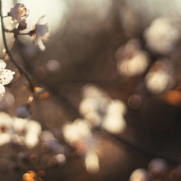 Landscape cherry blossom iPhoneXSMax Wallpaper