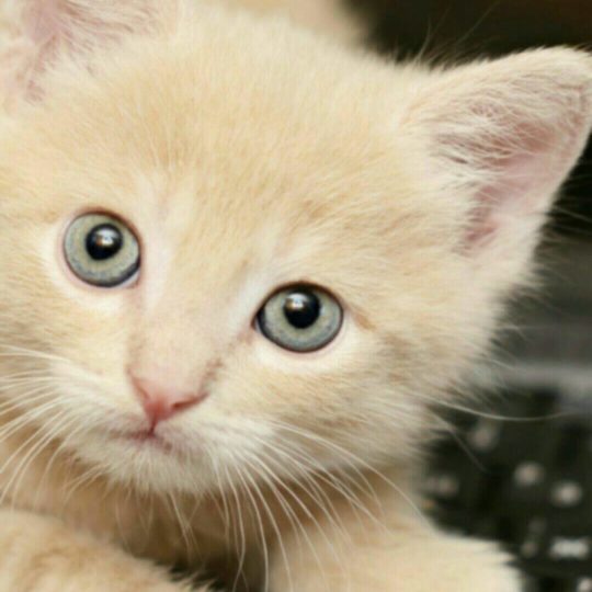 Foto del gatito Fondo de Pantalla SmartPhone para Android
