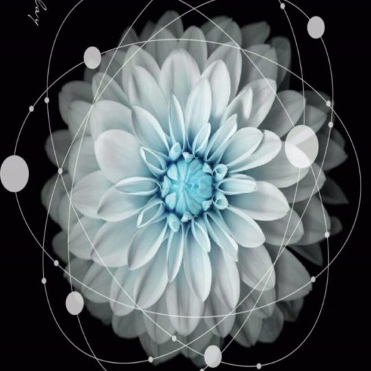 Flor fresco Fondo de Pantalla SmartPhone para Android